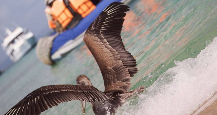 Galapagos - Central, South & Eastern Islands aboard the Yolita - Explore! 8