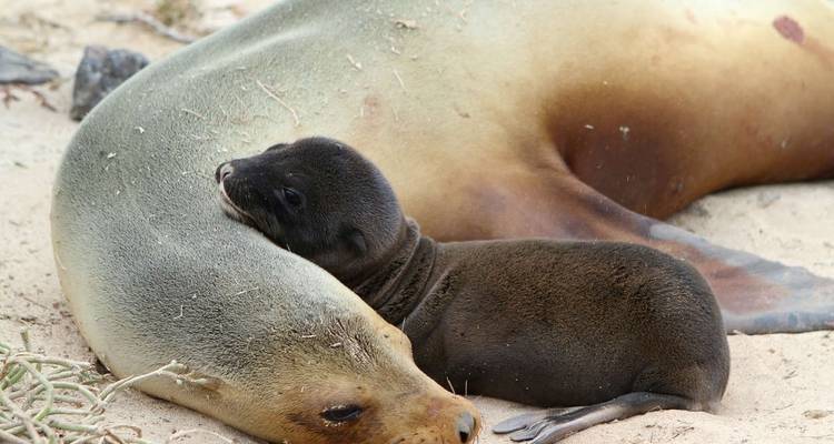 Galapagos - Central, South & Eastern Islands aboard the Yolita - Explore! 3
