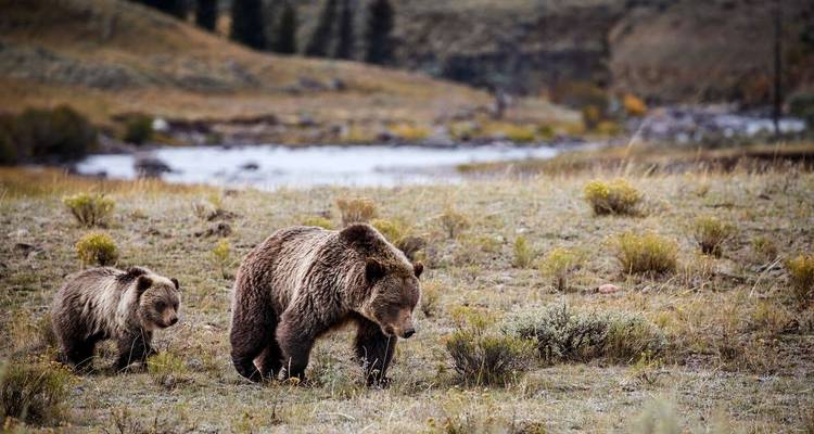 Discover Yellowstone and the Grand Tetons - Explore! 8