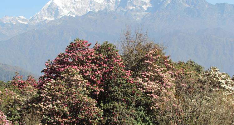 Excursionismo en campamento base del Annapurna 7 días - Actual Adventure Pvt. Ltd. 4