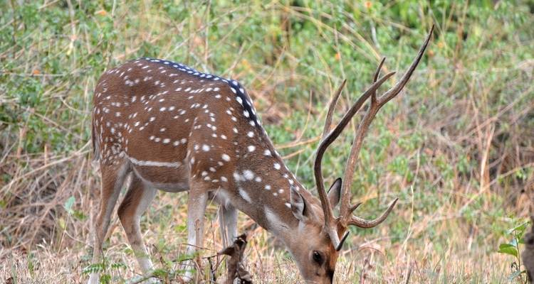 Forfait de voyage pour le parc national Jim Corbett - Memorable India Journeys 4