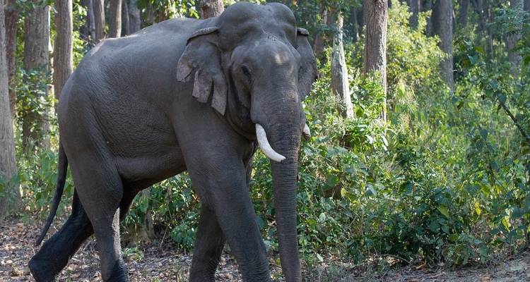 Forfait de voyage pour le parc national Jim Corbett - Memorable India Journeys 8