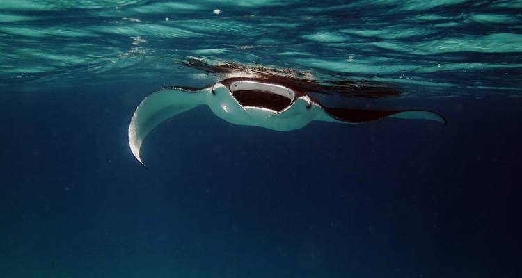 Tailor-Made Best Maldives Tour with Daily Departure & Private Guide - Agate Travel 2