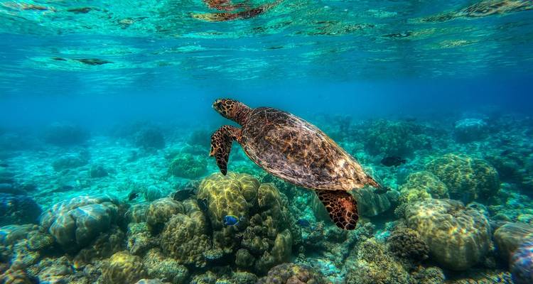 Tailor-Made Best Maldives Tour with Daily Departure & Private Guide - Agate Travel 4