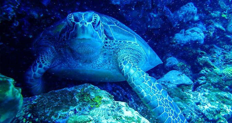 Tortue de mer sous l'eau entourée de coraux et de rochers.