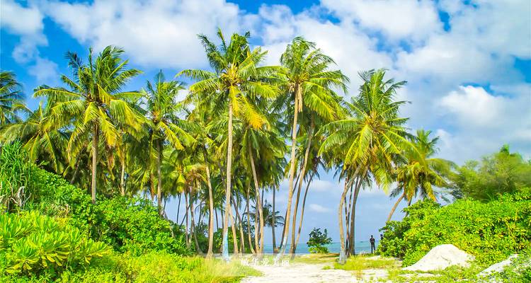 Des palmiers tropicaux sous un ciel bleu éclatant.