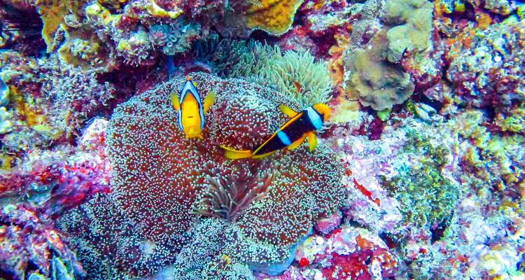 Colorful fish and coral underwater in the Maldives.