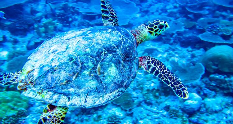Sea turtle swimming underwater surrounded by coral.