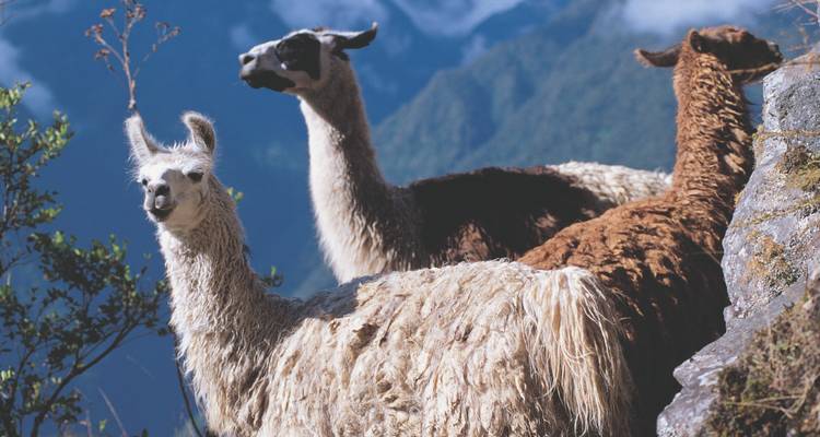 Drie lama's tegen een mistige achtergrond van Andesgebergte.