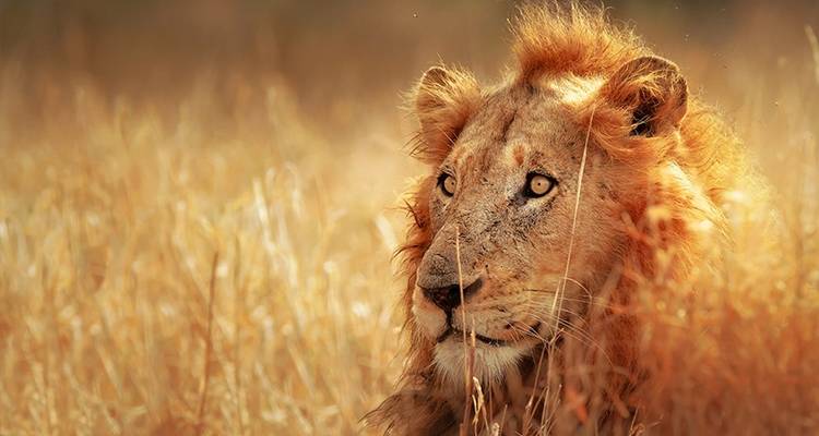 Experience South Africa - Just You 3