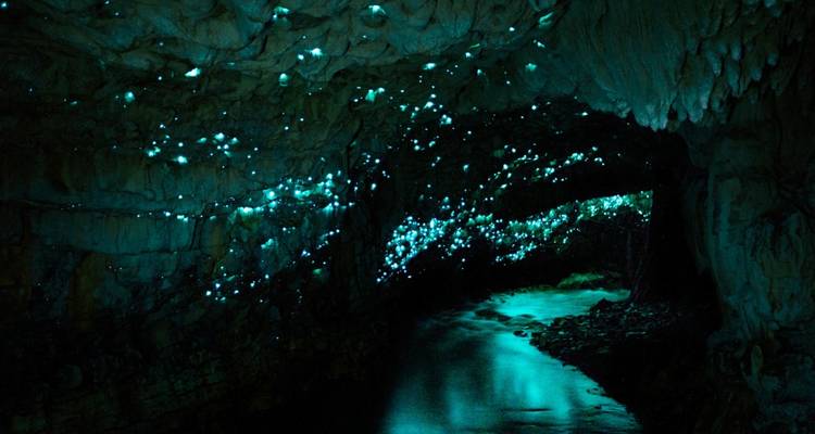 Magisches Glühwürmchen-Höhleninneres mit Tausenden von blauen biolumineszierenden Punkten über einem unterirdischen Fluss.