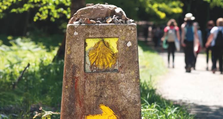 Een Camino de Santiago wegwijzer met een geel schelpensymbool wijst de weg langs een bospad.