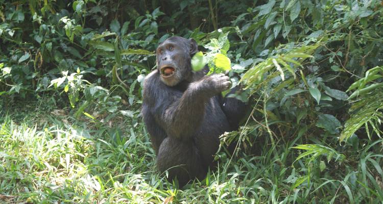 Descubrir Ruanda Gorilas, Chimpancés, Dian Fossey Circuito (Exclusivamente Privado) - Devine African Safaris Ltd 2