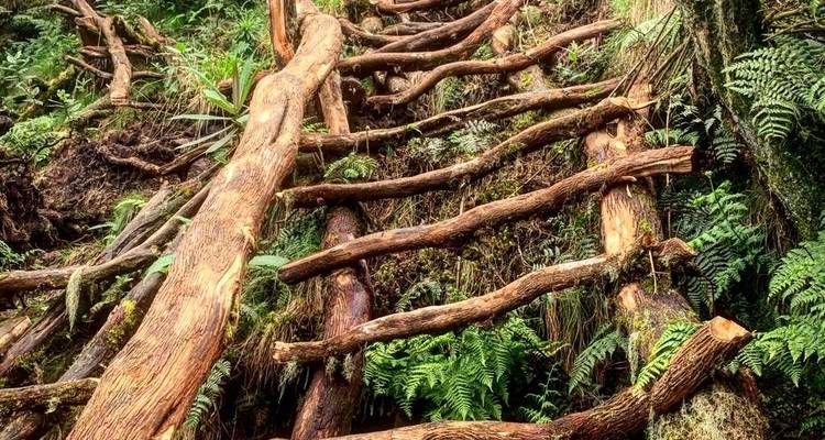 Descubrir Ruanda Gorilas, Chimpancés, Dian Fossey Circuito (Exclusivamente Privado) - Devine African Safaris Ltd 4