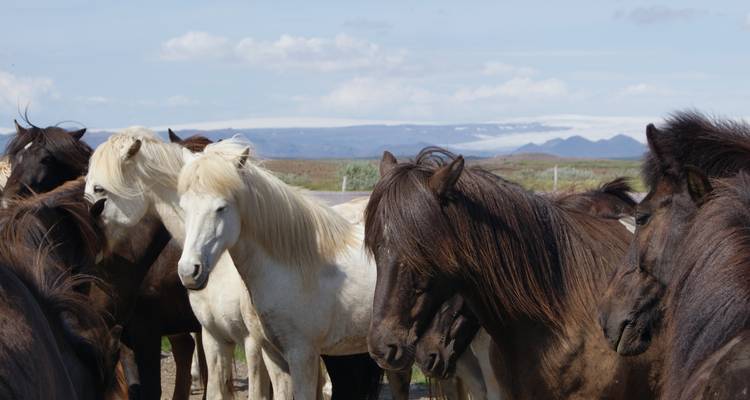 Gran vuelta a Islandia en 12 días - GJ Travel 2