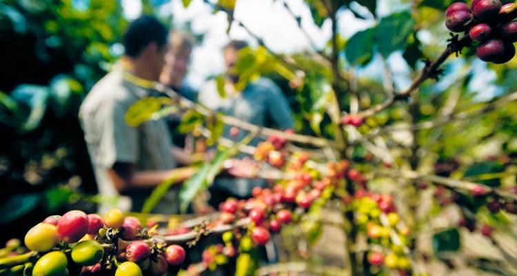 Gros plan de cerises de café mûres sur une branche avec des participants de la visite qui discutent en arrière-plan.