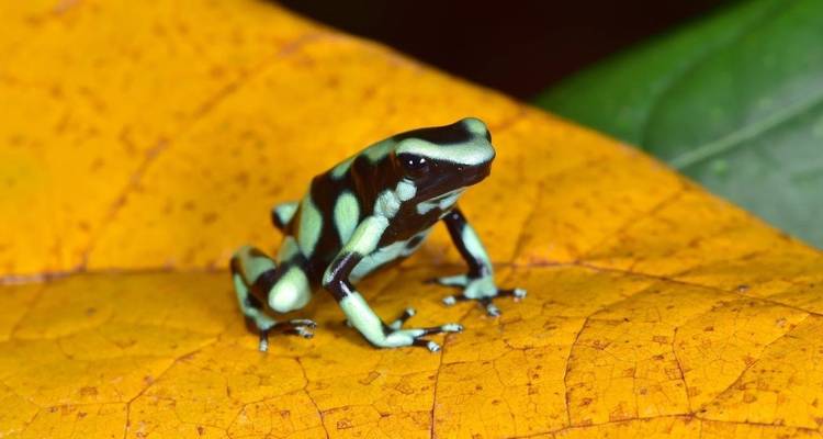Tropical Costa Rica, 7 Days - Destination Services Costa Rica 2