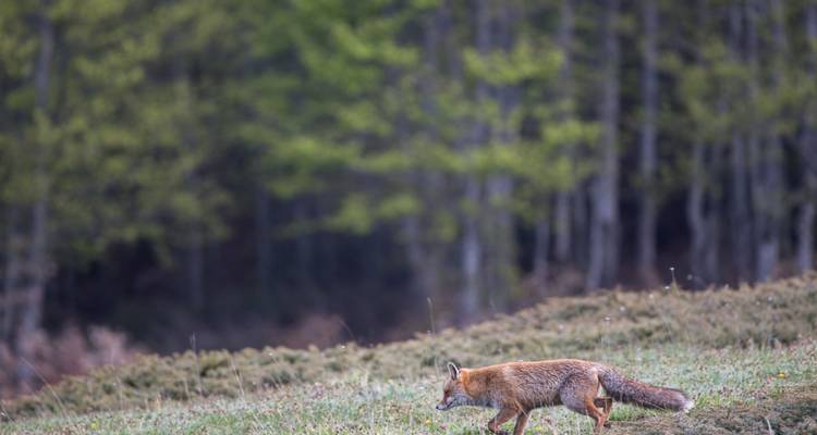Wild red fox prowls across open grass with a blurred forest in the background.