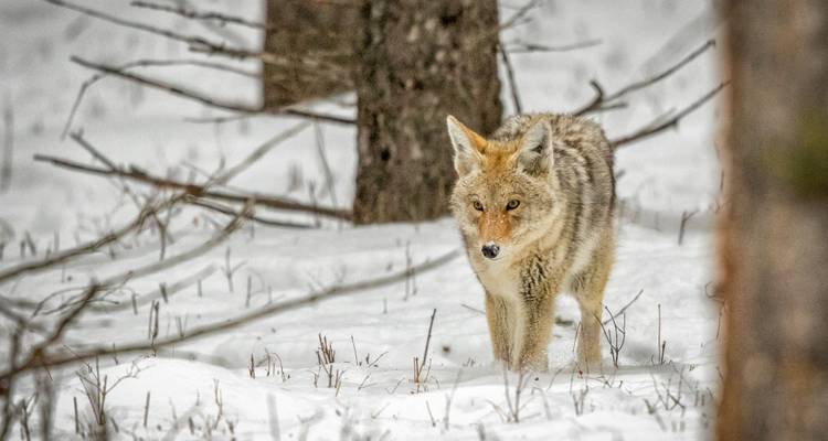 Safari de invierno por los parques nacionales de Yellowstone y Grand Teton - Best Single Travel 1