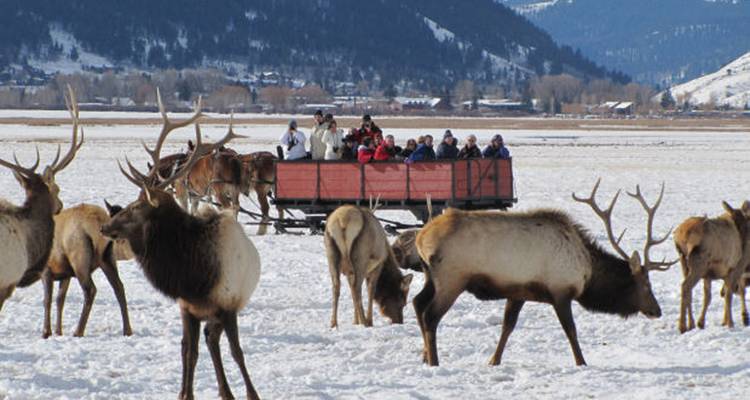 Safari de invierno por los parques nacionales de Yellowstone y Grand Teton - Best Single Travel 2