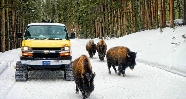 Safari de invierno por los parques nacionales de Yellowstone y Grand Teton - Best Single Travel 8