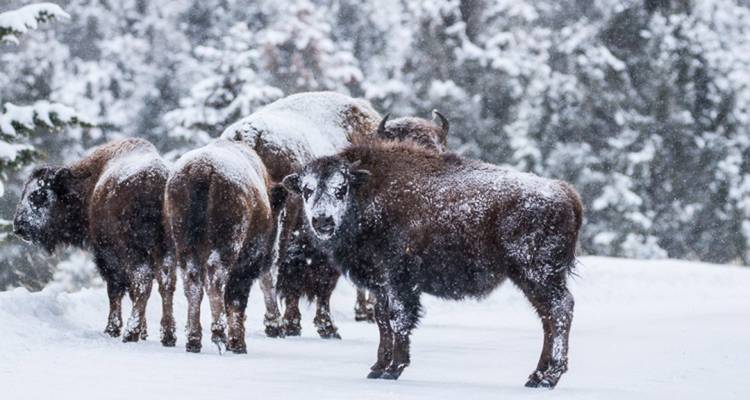 Safari de invierno por los parques nacionales de Yellowstone y Grand Teton - Best Single Travel 10