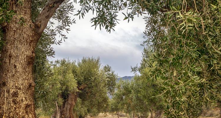 Experiencia privada en Apulia - incluye Matera: grandes paisajes y patrimonio rural - Europeando Europa 6