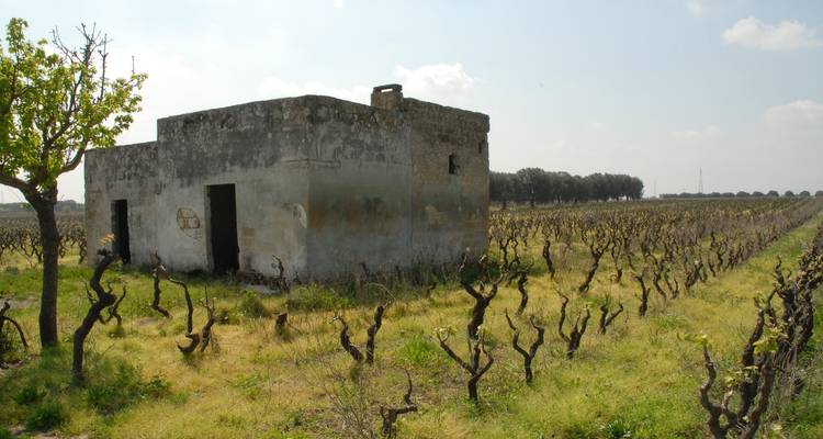 Experiencia privada en Apulia - incluye Matera: grandes paisajes y patrimonio rural - Europeando Europa 7