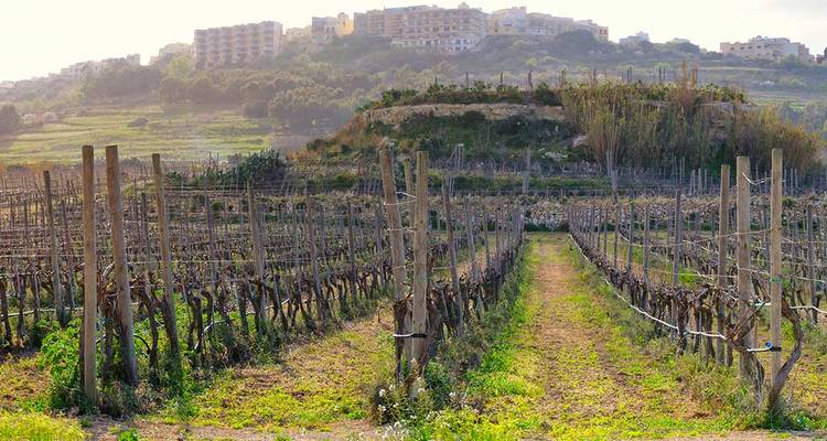 Points forts de Malte et Gozo (8 destinations) - Intrepid Travel 2