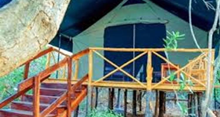 Erhöhte Zeltstruktur mit Holzstufen in einem Wald.