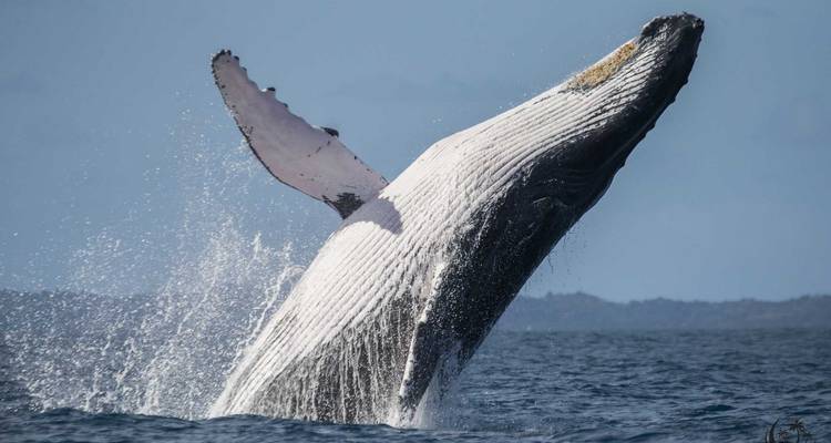 FAMILY TRIP - EAST COAST, PANGALANES, TILL SAINTE MARIE - Sifaka Voyages 3