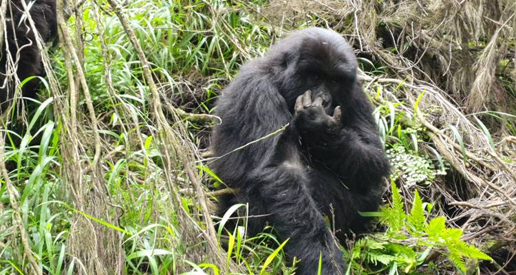 4 Day Uganda Gorilla & Chimpanzee Trekking Trip - Safari 2 Gorilla Tours (U) Ltd 1