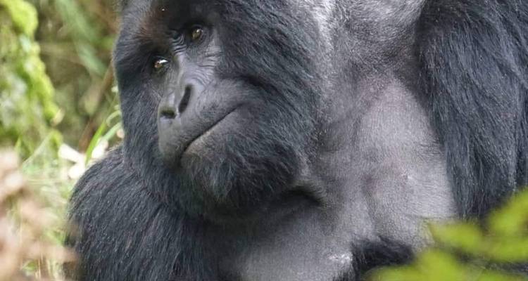 4 Day Uganda Gorilla & Chimpanzee Trekking Trip - Safari 2 Gorilla Tours (U) Ltd 6