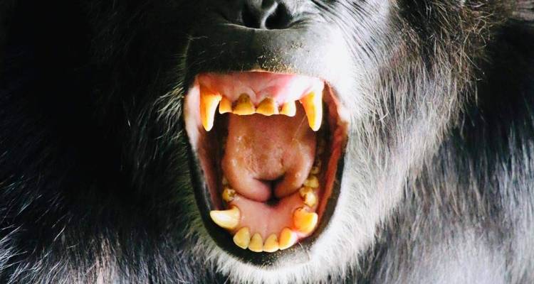 4 Day Uganda Gorilla & Chimpanzee Trekking Trip - Safari 2 Gorilla Tours (U) Ltd 9