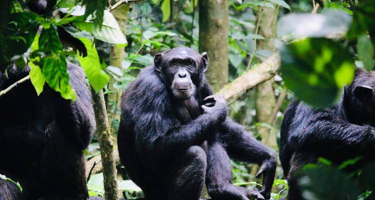 4 Day Uganda Gorilla & Chimpanzee Trekking Trip - Safari 2 Gorilla Tours (U) Ltd 10