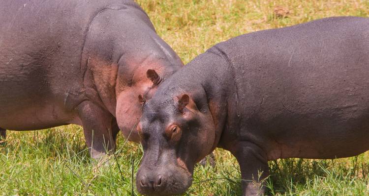 8 Days Wildlife, Gorilla & Chimpanzee Tracking Adventure-Uganda Safari - Kenlink Tours And Travel 2