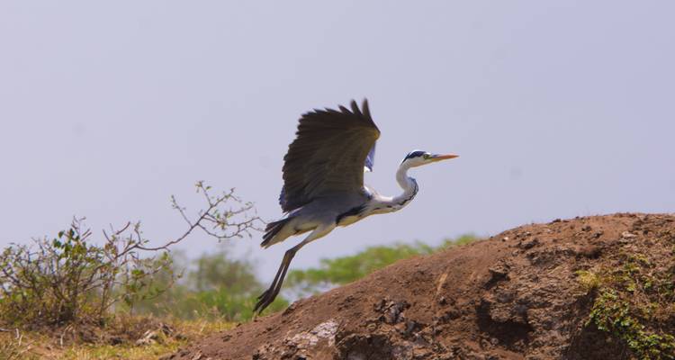 8 Days Wildlife, Gorilla & Chimpanzee Tracking Adventure-Uganda Safari - Kenlink Tours And Travel 3