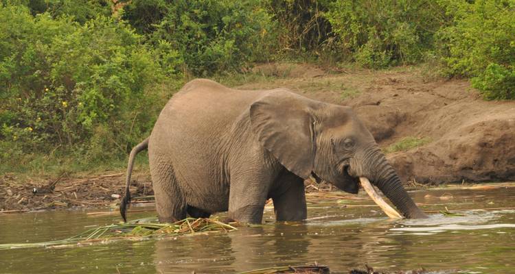 8 Days Wildlife, Gorilla & Chimpanzee Tracking Adventure-Uganda Safari - Kenlink Tours And Travel 4