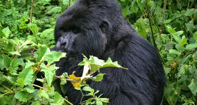 8 Days Wildlife, Gorilla & Chimpanzee Tracking Adventure-Uganda Safari - Kenlink Tours And Travel 6