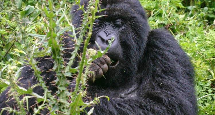 8 Days Wildlife, Gorilla & Chimpanzee Tracking Adventure-Uganda Safari - Kenlink Tours And Travel 7