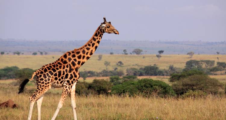 8 jours d'aventure avec la faune, les gorilles et les chimpanzés - safari en Ouganda - Kenlink Tours And Travel 7
