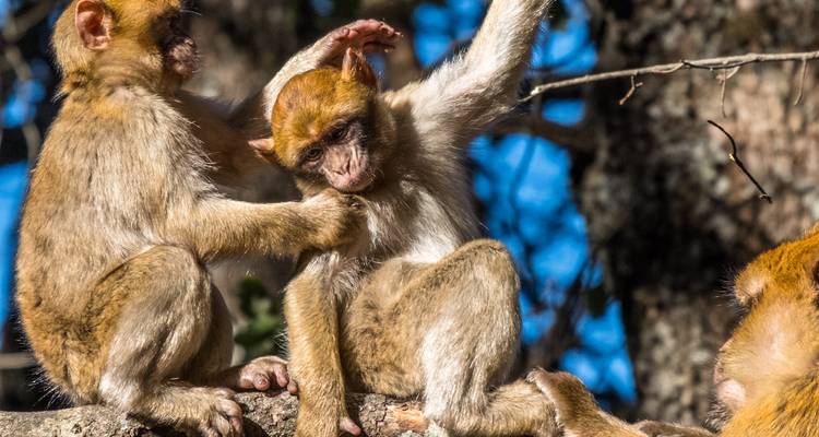 Monkeys playing on a tree branch.