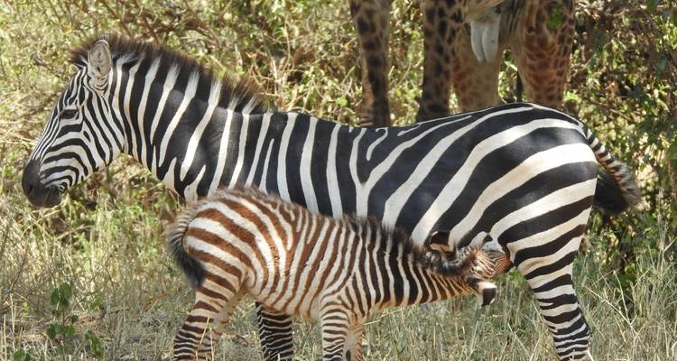 Best 1-day Tanzania safari to Arusha National Park from Moshi - Africa Natural Tours 2