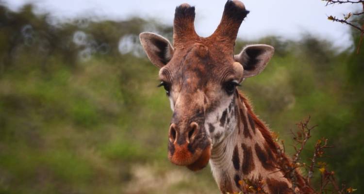 Best 1-day Tanzania safari to Arusha National Park from Moshi - Africa Natural Tours 6