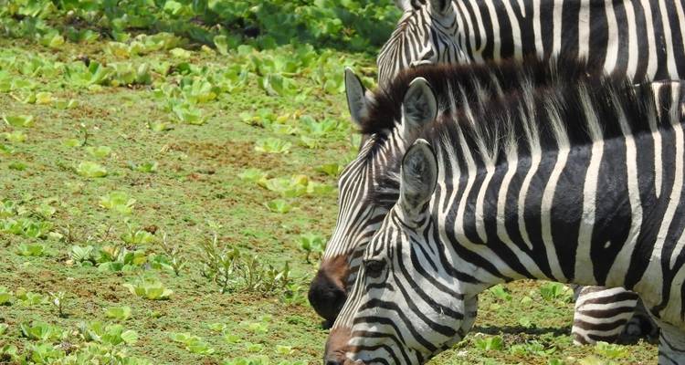 Best 1-day Tanzania safari to Arusha National Park from Moshi - Africa Natural Tours 3