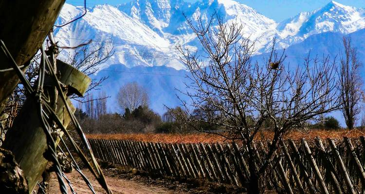 Andes nevados elevándose sobre viñedos de otoño y una rústica cerca de madera
