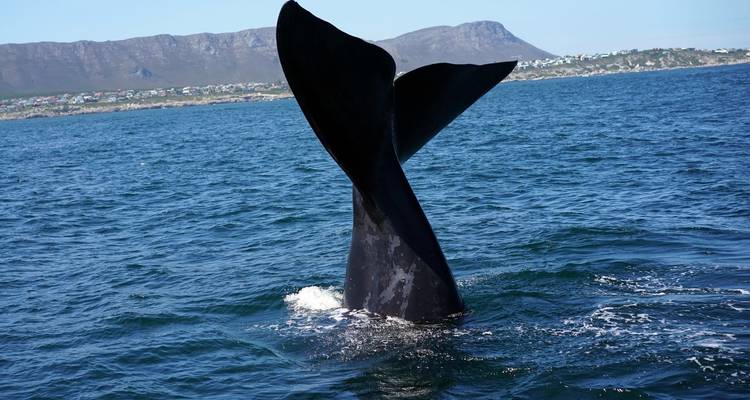 Lo mejor del sur de África en 20 días por tierra - Africa Moja Tours & Transfers 6