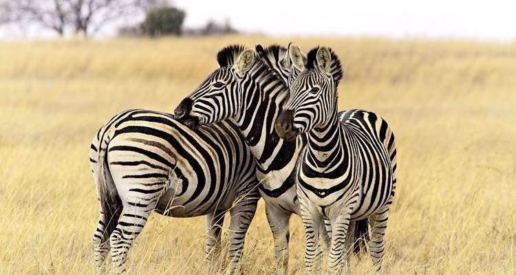 Excursiones y safaris de 3 días por los gorilas de Uganda - Kawira Safaris Ltd 2