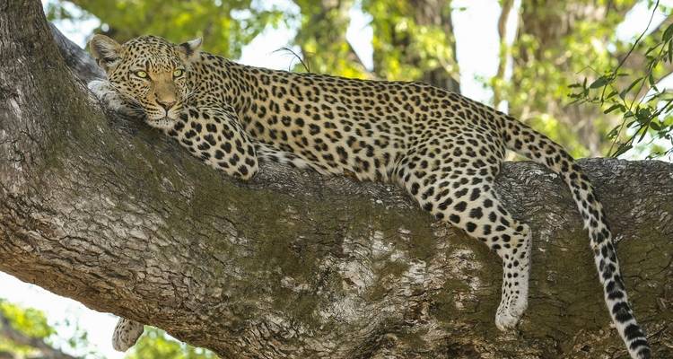 Excursiones y safaris de 3 días por los gorilas de Uganda - Kawira Safaris Ltd 3