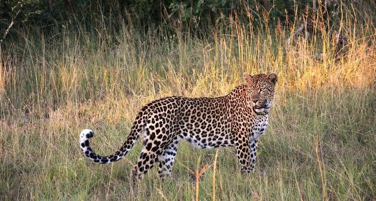 Excursiones y safaris de 3 días por los gorilas de Uganda - Kawira Safaris Ltd 4